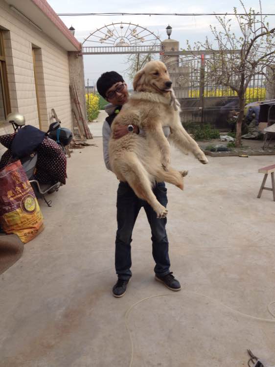 狗狗月经精神——揭秘宠物的特殊时期